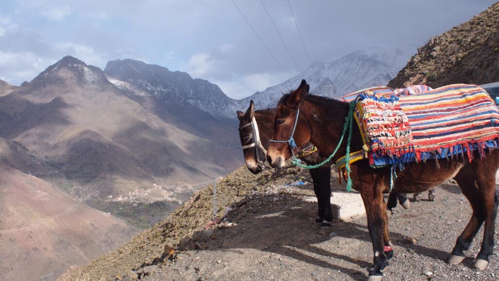 Morocco travel experiences tours