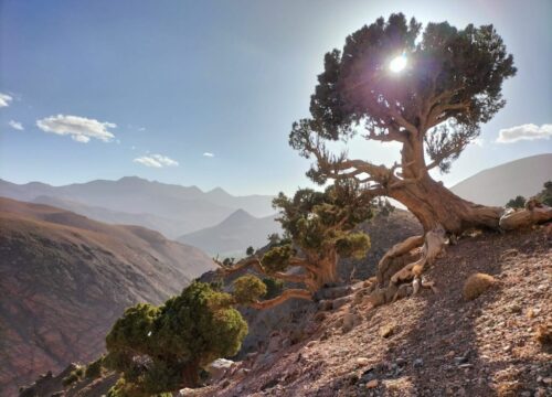 Morocco authentic experiences tours: Best Services